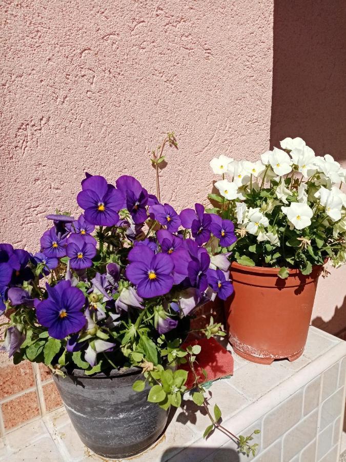 Milica Apartmani Vrdnik Εξωτερικό φωτογραφία