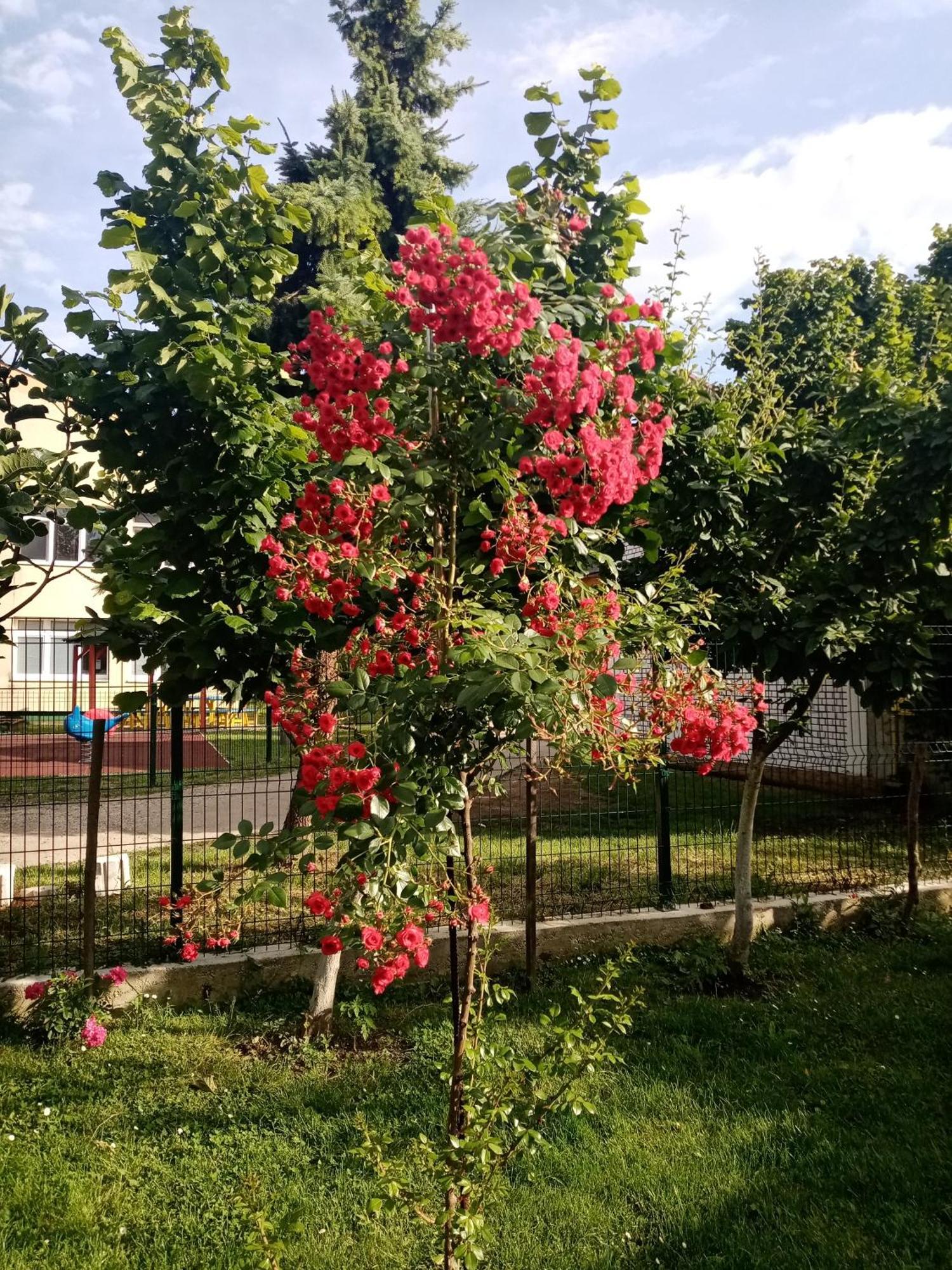 Milica Apartmani Vrdnik Εξωτερικό φωτογραφία