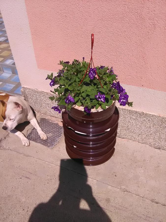 Milica Apartmani Vrdnik Εξωτερικό φωτογραφία